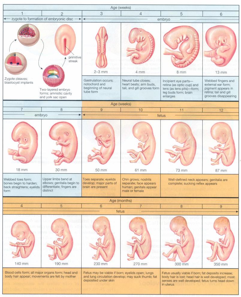 Development Stages Of A Baby