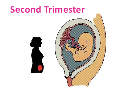the 2nd trimester