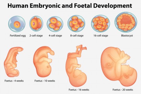 baby's development week by week