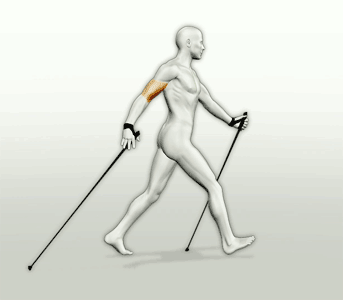 Nordic walking technique