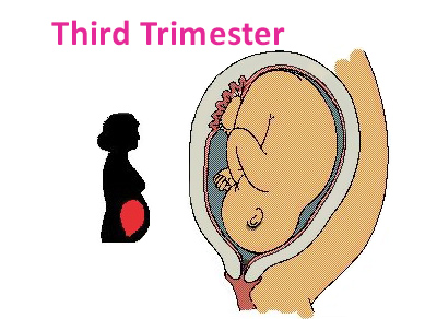 Third trimester