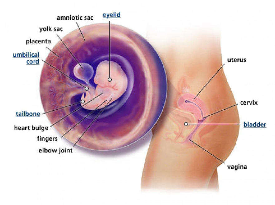 pregnancy week 7