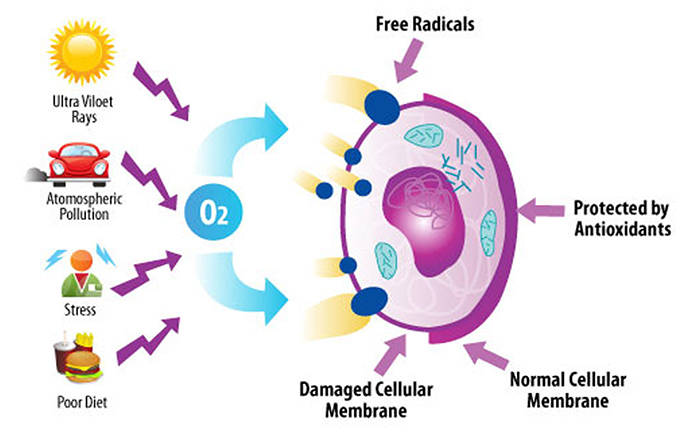 free-radicals-definition-damage-and-antioxidants-keep-vitality