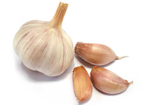 Garlic