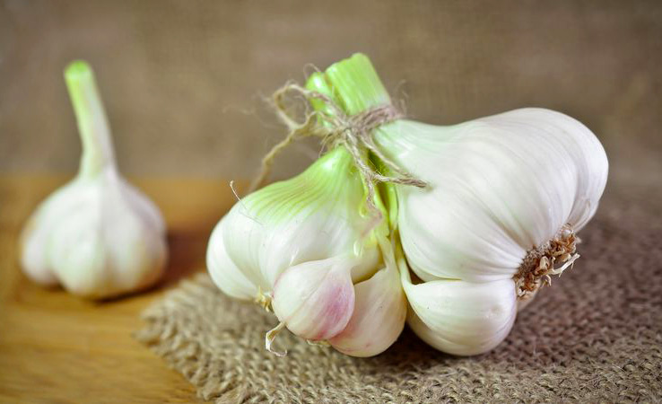 Garlic