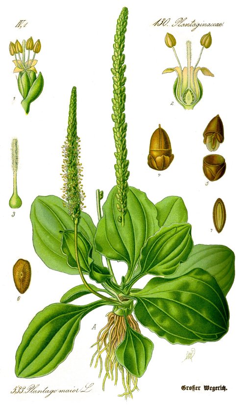 Plantago major