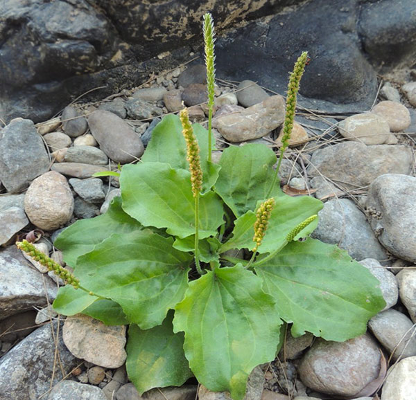 Plantago major