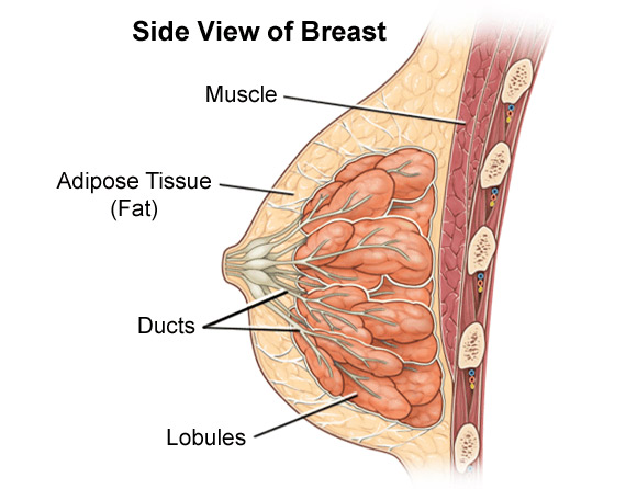 Breast anatomy. Benign breast diseases