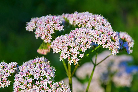 common valerian