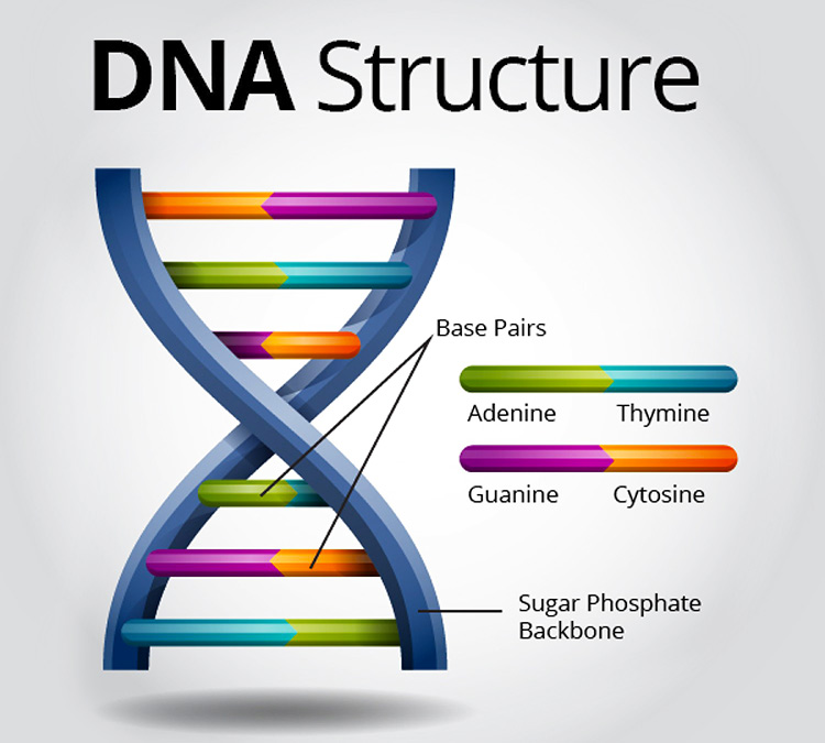 deoxyribonucleic-acid-dna-keep-vitality