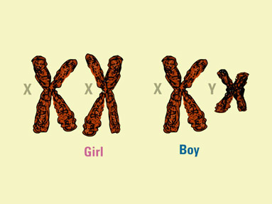 Chromosomes XX XY