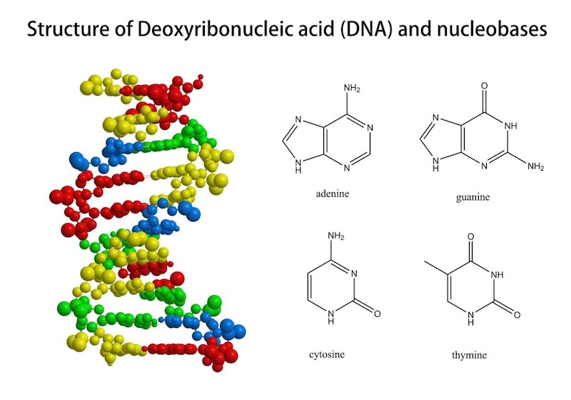 DNA structure