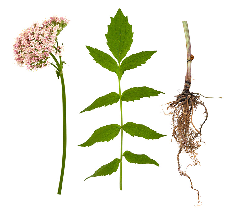 valerian plant