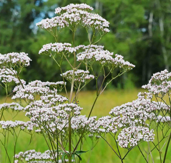 Valerian (Valeriana Officinalis) - Keep Vitality