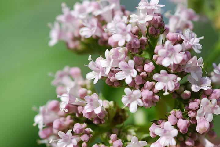 Valerian