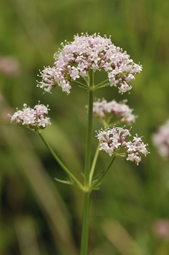 Valerian