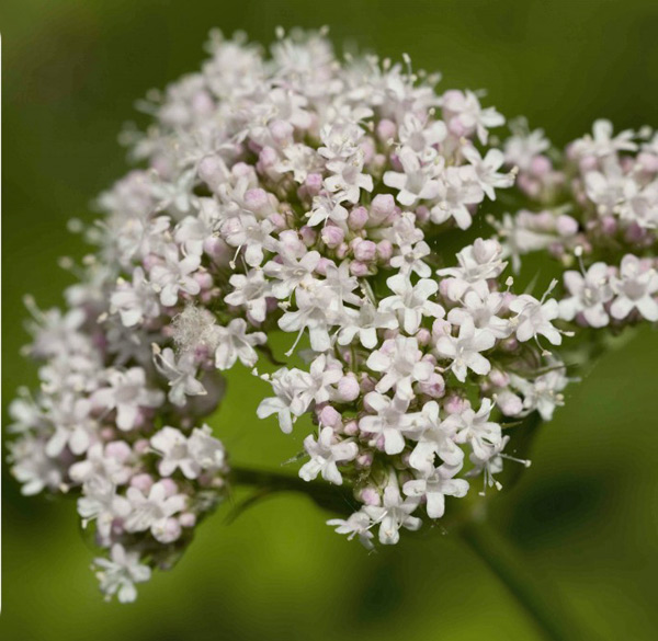 Valeriana officinalis flowers