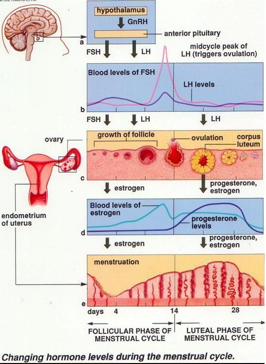 Hormone levels during the menstrual cycle