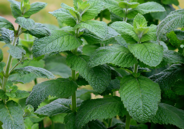 Mentha villosa alopecuroides