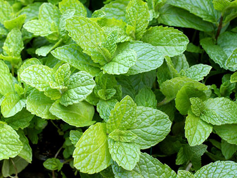 Bowles’ mint