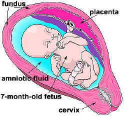 uterus