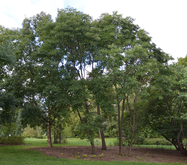 Sassafras Albidum trees