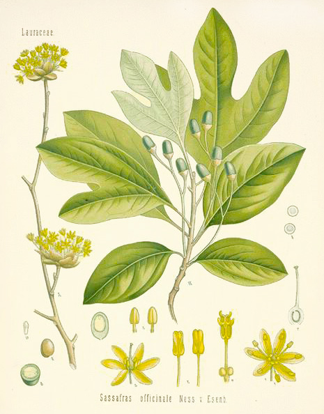 Sassafras Albidum