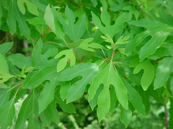 Sassafras Albidum