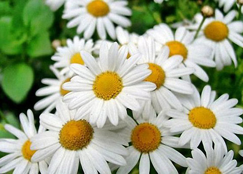 Chamomile