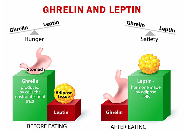 ghrelin and leptin-balance