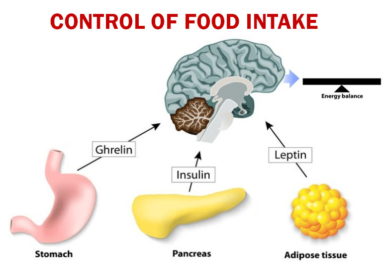 The equilibrium between hormones