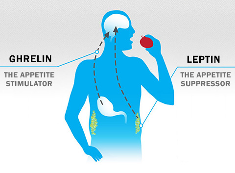 ghrelin and leptin